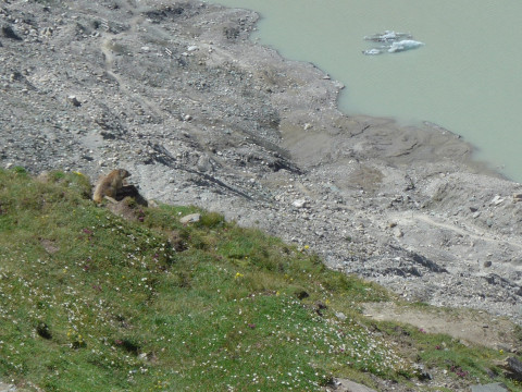 Grossglockner Murmeltier am Gletschersee 0