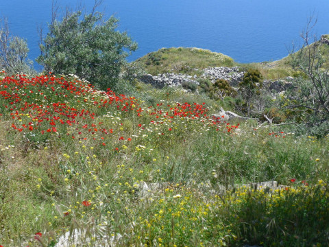Santorin Alt-Thia und der Mohn